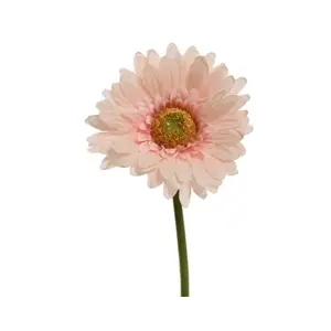 Umělá květina Gerbera 50 cm, broskvová obraz