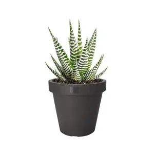 Květináč Kanten 25 cm, antracitový obraz