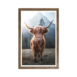 Rámovaný obraz Skotská kráva 50x70 cm, dub tmavý obraz