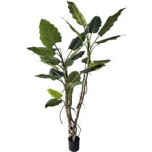 Umělá květina (výška 190 cm) Alocasia – Bizzotto obraz