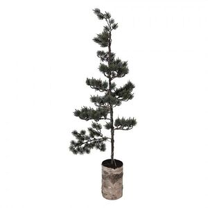 Dekorativní svítící jehličnatý stromek na podstavci Bonsai Tree LED L - 30*35*100 cm / 3*AAA 50845 obraz
