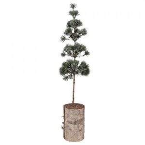 Vánoční dekorace jehličnatý stromek na dřevě M - 14*14*60 cm 50841 obraz